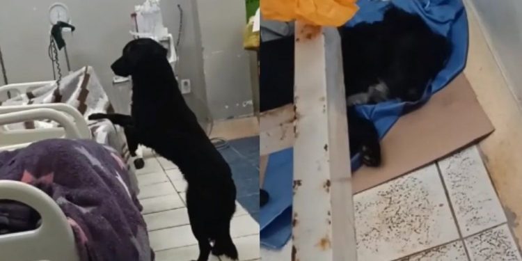 Final inesperado: un perro acompañó a su dueño al hospital, pero el hombre se escapó y lo abandonó