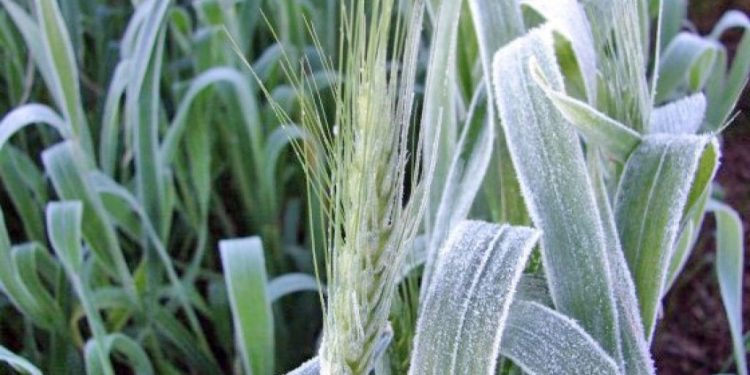 Heladas generalizadas sumaron una nueva preocupación al desarrollo del trigo