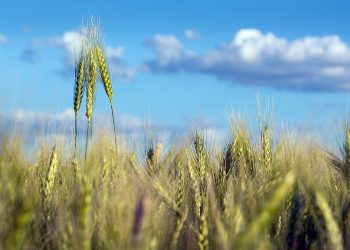 La falta de lluvias afecta al trigo aunque se espera que en primavera aumenten las lluvias