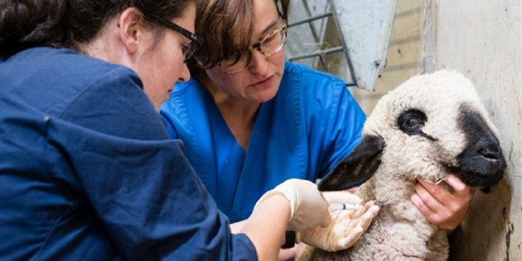 La vacunación promueve el bienestar animal protegiendo la salud animal