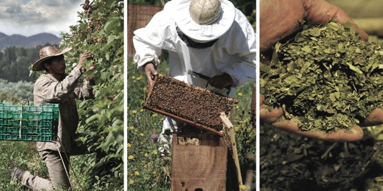 Nuevos beneficios para la producción orgánica en Argentina