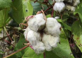 Se celebra el Día Mundial del Algodón, con producción en 13 provincias argentinas