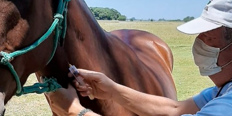 Acciones de prevención y de vigilancia para determinar la sanidad de equinos