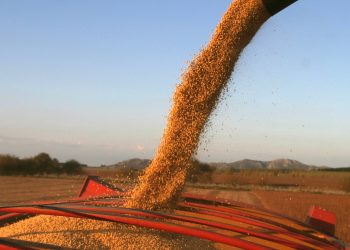 Aduana investiga a 7 grandes firmas por supuesta sobrefacturación en importaciones de soja