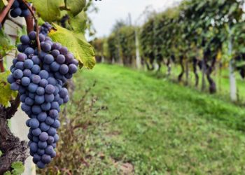 Caracterizan la superficie cultivada con vid en Argentina