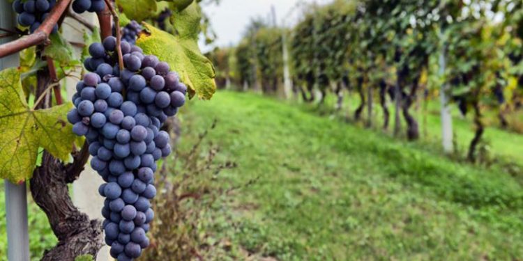 Caracterizan la superficie cultivada con vid en Argentina