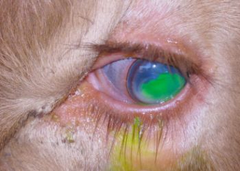Cómo controlar la queratoconjuntivitis infecciosa bovina 