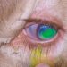 Cómo controlar la queratoconjuntivitis infecciosa bovina
