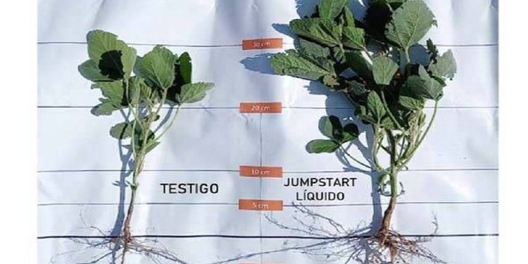 Confirman un plus de 400 kg/ha de soja combinando un bioestimulante al momento de inocular la semilla