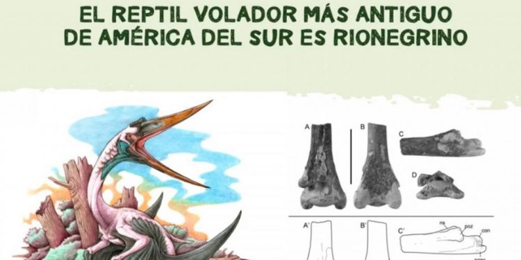 Descubrieron en la Patagonia los fósiles del reptil volador más grande y antiguo de Sudamérica