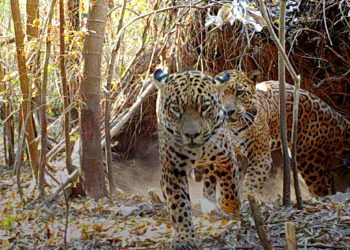 Día mundial del yaguareté: una especie clave del ecosistema de la que apenas quedan 250 ejemplares en el país