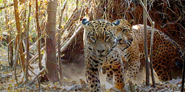 Día mundial del yaguareté: una especie clave del ecosistema de la que apenas quedan 250 ejemplares en el país