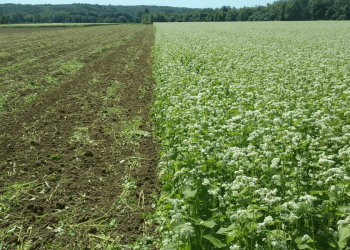 ¿Es posible revertir la degradación de los suelos pampeanos con más agricultura?