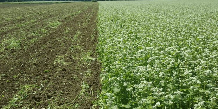 ¿Es posible revertir la degradación de los suelos pampeanos con más agricultura?