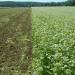 ¿Es posible revertir la degradación de los suelos pampeanos con más agricultura?