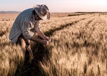 Estiman que las exportaciones de trigo saltarán 108,7% y alcanzarán los US$ 2.240 millones