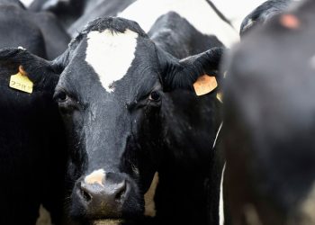 La carne sustentable uruguaya despierta interés en el mercado de Suecia