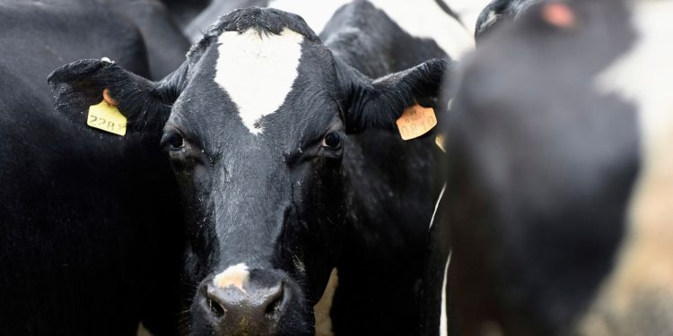 La carne sustentable uruguaya despierta interés en el mercado de Suecia