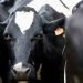 La carne sustentable uruguaya despierta interés en el mercado de Suecia