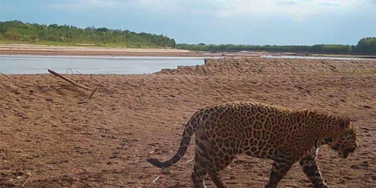 La Corte se declaró competente en un amparo contra cuatro provincias por la destrucción de los bosques chaqueños