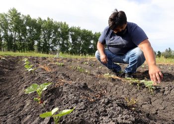 La producción de lentejas, arvejas y garbanzos podría crecer 90% este año