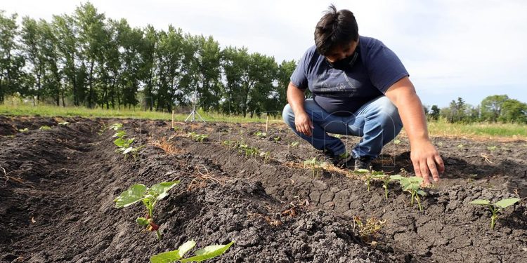 La producción de lentejas, arvejas y garbanzos podría crecer 90% este año