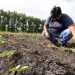La producción de lentejas, arvejas y garbanzos podría crecer 90% este año
