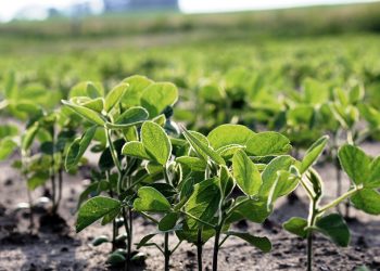 Las lluvias de noviembre auspician una campaña de soja que puede ser “superadora”