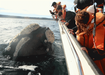 María Leoní Gaffet, una vida junto a las ballenas y la naturaleza en estado puro