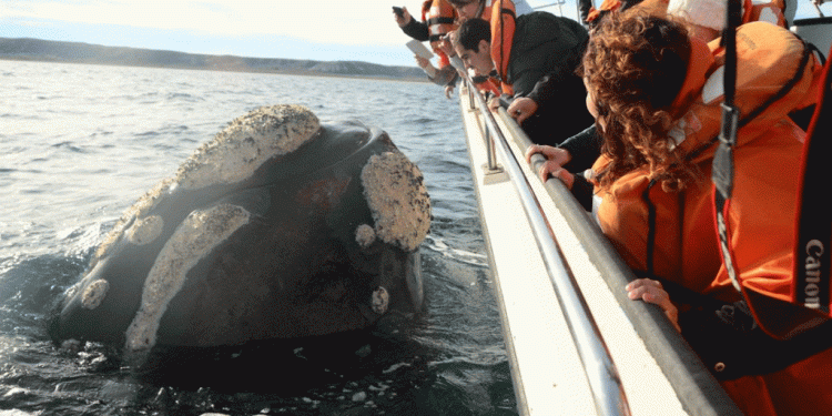 María Leoní Gaffet, una vida junto a las ballenas y la naturaleza en estado puro
