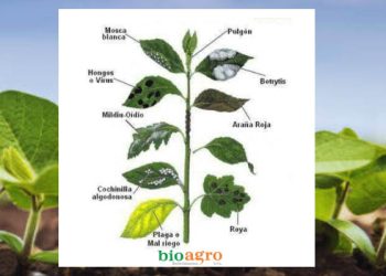 Plagas y hongos más frecuentes en cultivos: cómo identificarlos y combatirlos