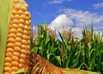 Productores de soja y maíz siguen sin vender unas 10 millones de toneladas de granos