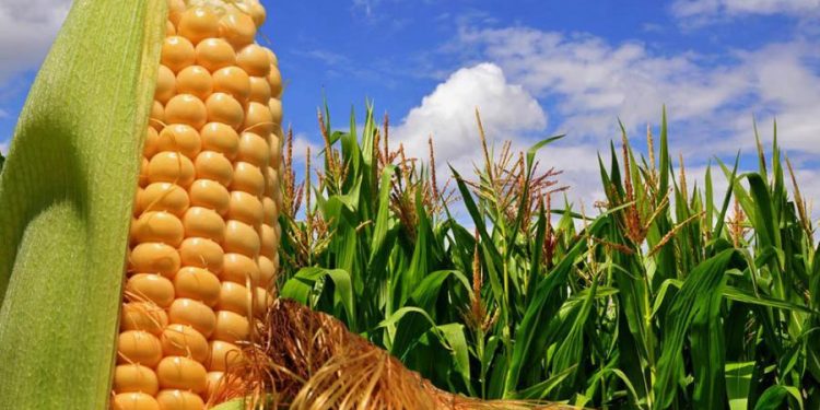 Productores de soja y maíz siguen sin vender unas 10 millones de toneladas de granos