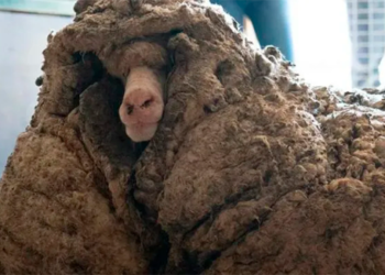 Rescatan de una cueva a la «oveja más solitaria del mundo»