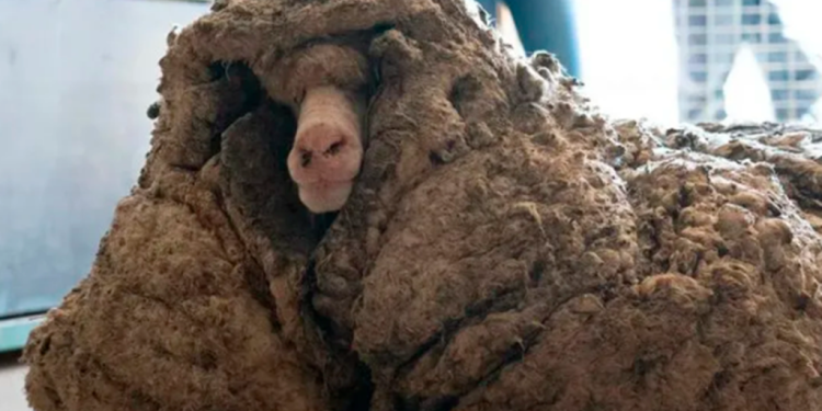 Rescatan de una cueva a la «oveja más solitaria del mundo»