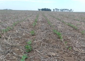 Suben las proyecciones de área sojera nacional en 200.000 hectáreas