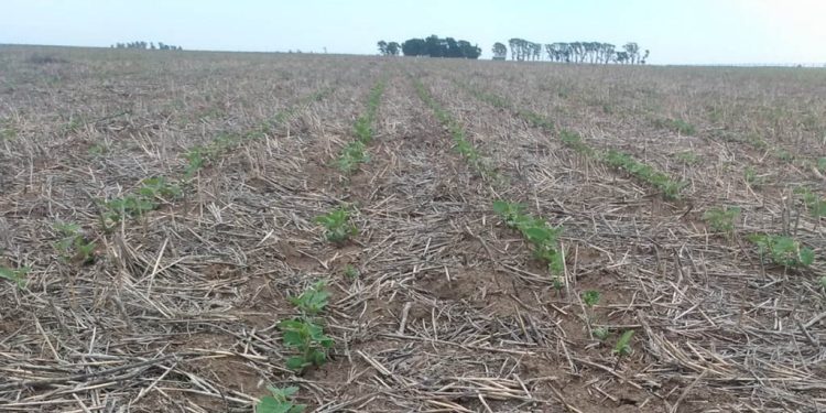 Suben las proyecciones de área sojera nacional en 200.000 hectáreas