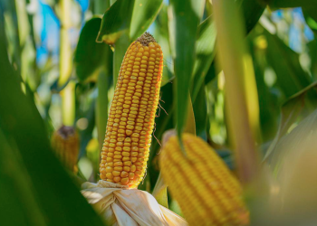 Una selección tardía, con una agronomía a tiempo