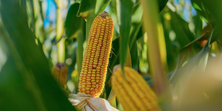 Una selección tardía, con una agronomía a tiempo