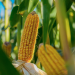 Una selección tardía, con una agronomía a tiempo
