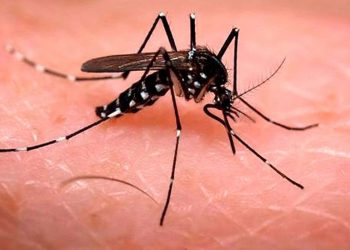 Brote de dengue: advierten que tener fiebre en zona de transmisión es motivo para consulta médica