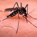 Brote de dengue: advierten que tener fiebre en zona de transmisión es motivo para consulta médica