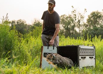 Buscan reintroducir al ocelote en el Iberá