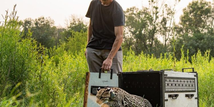 Buscan reintroducir al ocelote en el Iberá