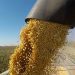 Cae más del 40% la liquidación de divisas por exportación de granos en noviembre