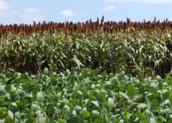 El agro dejó atrás la sequía e impulsó el crecimiento de la economía uruguaya