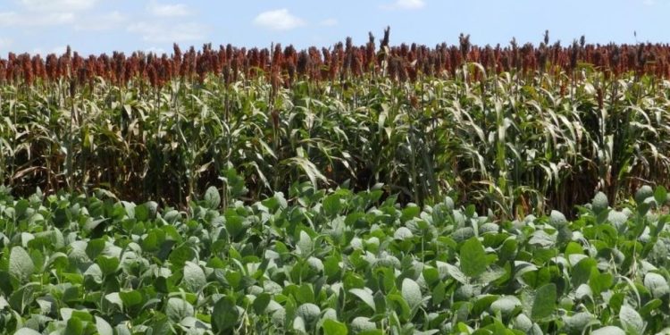 El agro dejó atrás la sequía e impulsó el crecimiento de la economía uruguaya