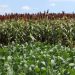 El agro dejó atrás la sequía e impulsó el crecimiento de la economía uruguaya