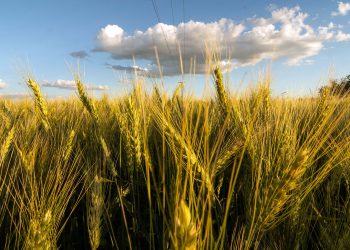 Estiman un crecimiento del 23% de la producción de trigo para la presente campaña