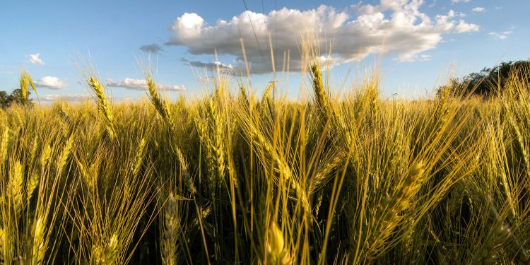 Estiman un crecimiento del 23% de la producción de trigo para la presente campaña